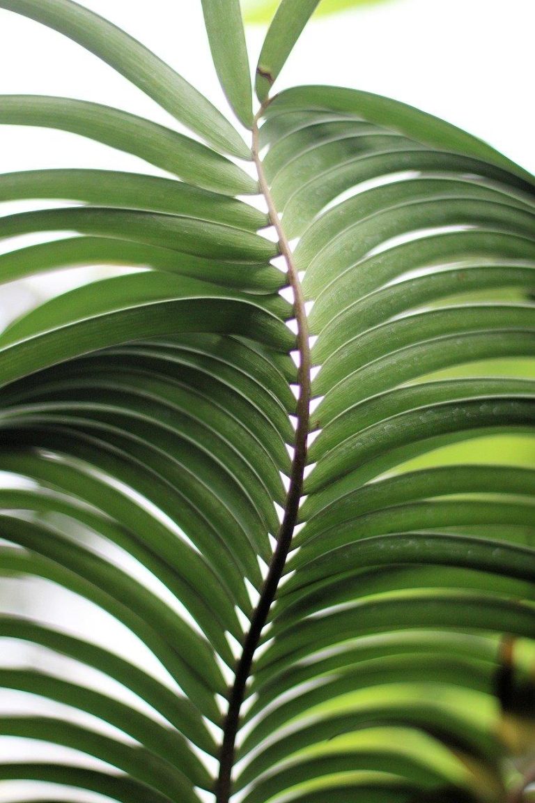 Home Visuele gids met essentiële begrippen voor kamerplantenliefhebbers inclusief fotosynthese, watergift en plantenverzorging